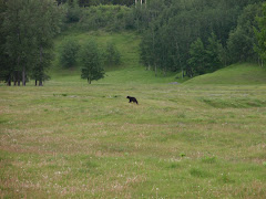 Canadian Black Bear