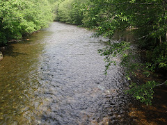 A peaceful and serene Salmon stream