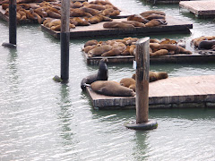 Sea Lions