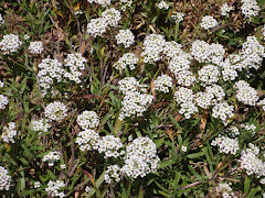 Little white flowers