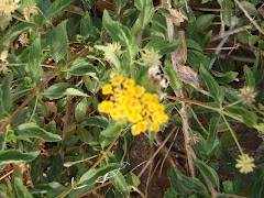 Pretty Yellow flowers