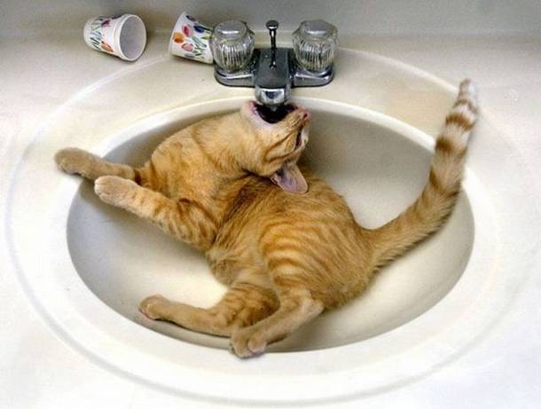 Look This Funny animals Look This Funny animals