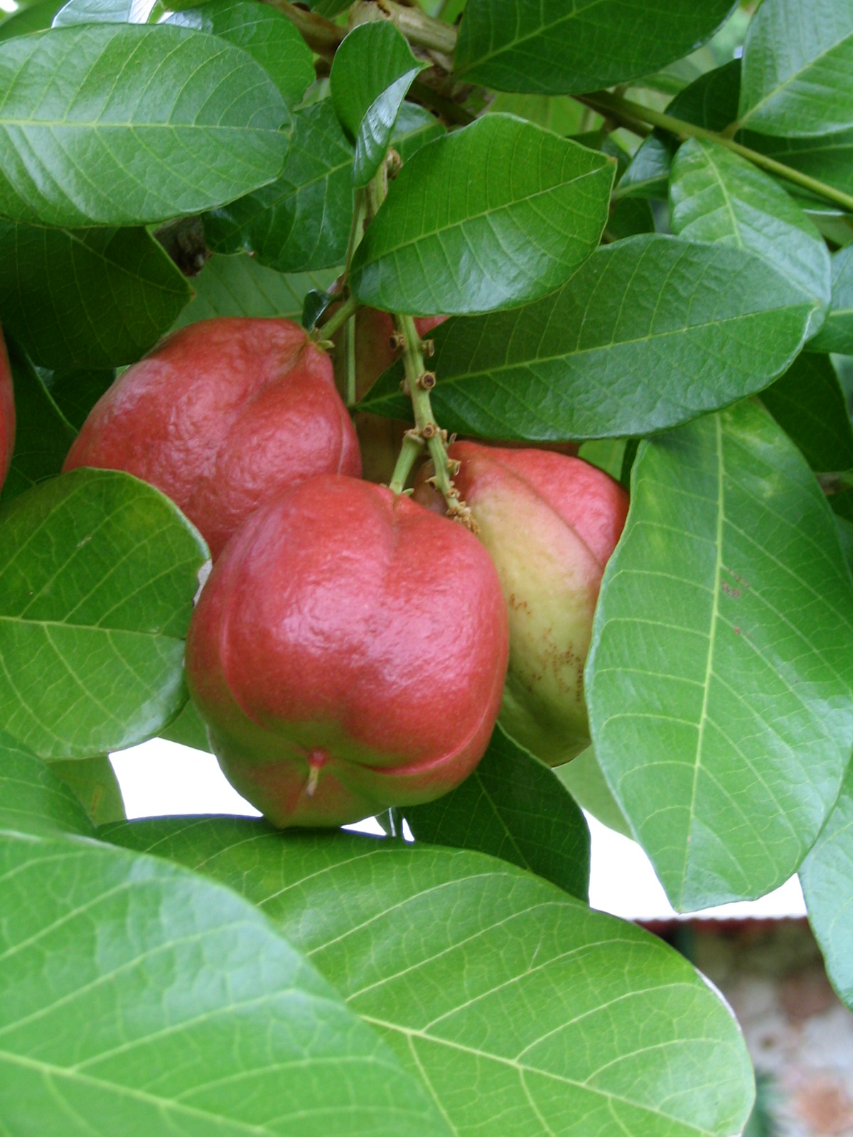 Ackee Leaves