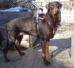 mobility service dog vest