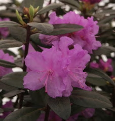 Rhodo PJM