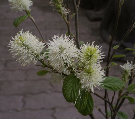 Fothergilla