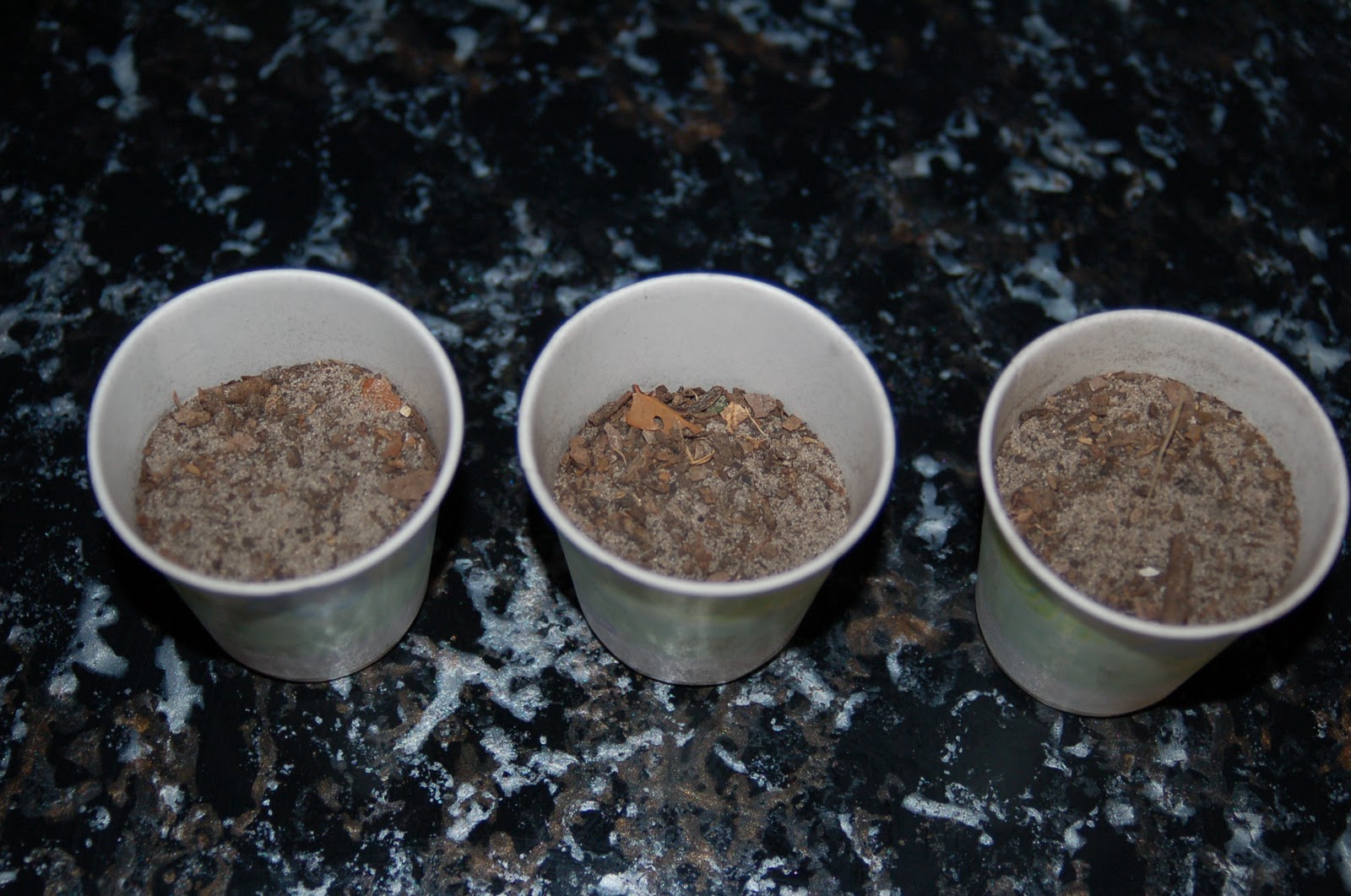 A Simple Science Experiment for Kids Grow Beans Surviving A Teacher