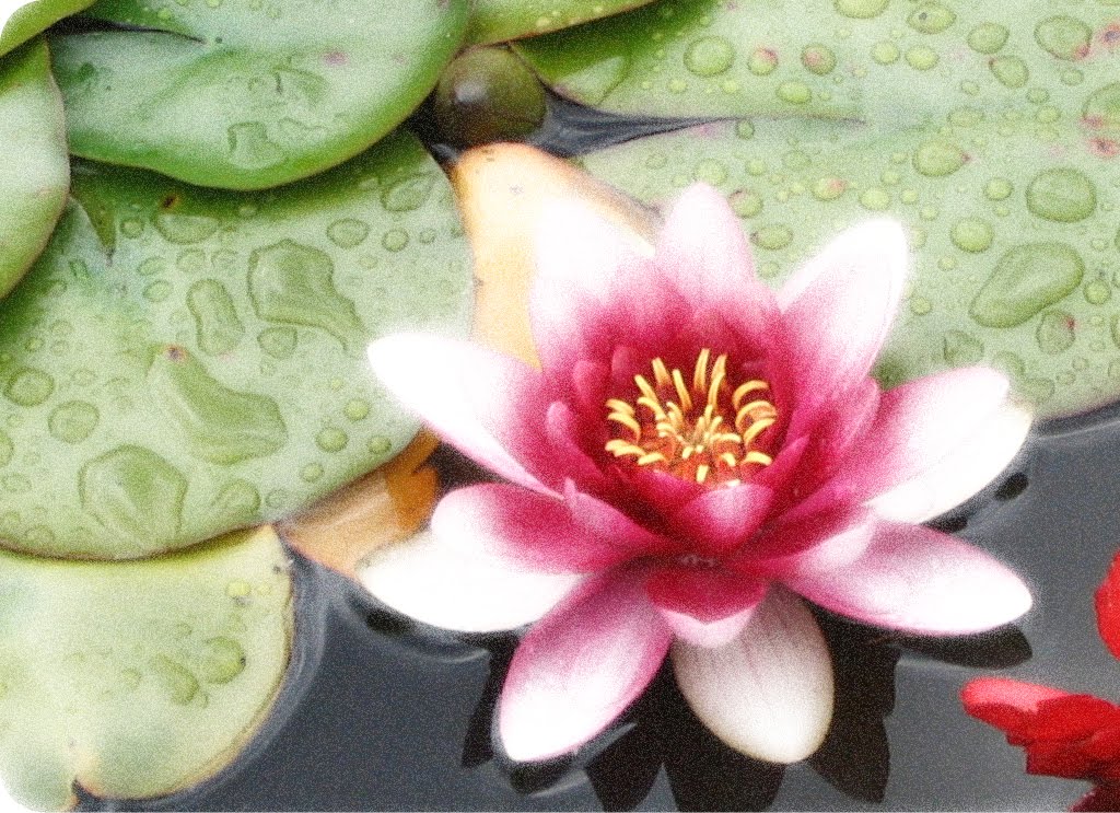 [lotus.jpg]