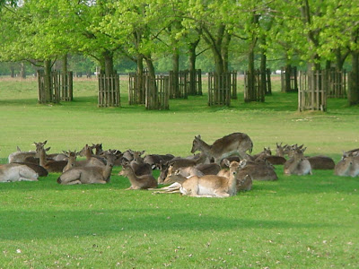 Pictures of your local park/green whatever yall call em in your own countries.. Deer+in+Bushy+Park