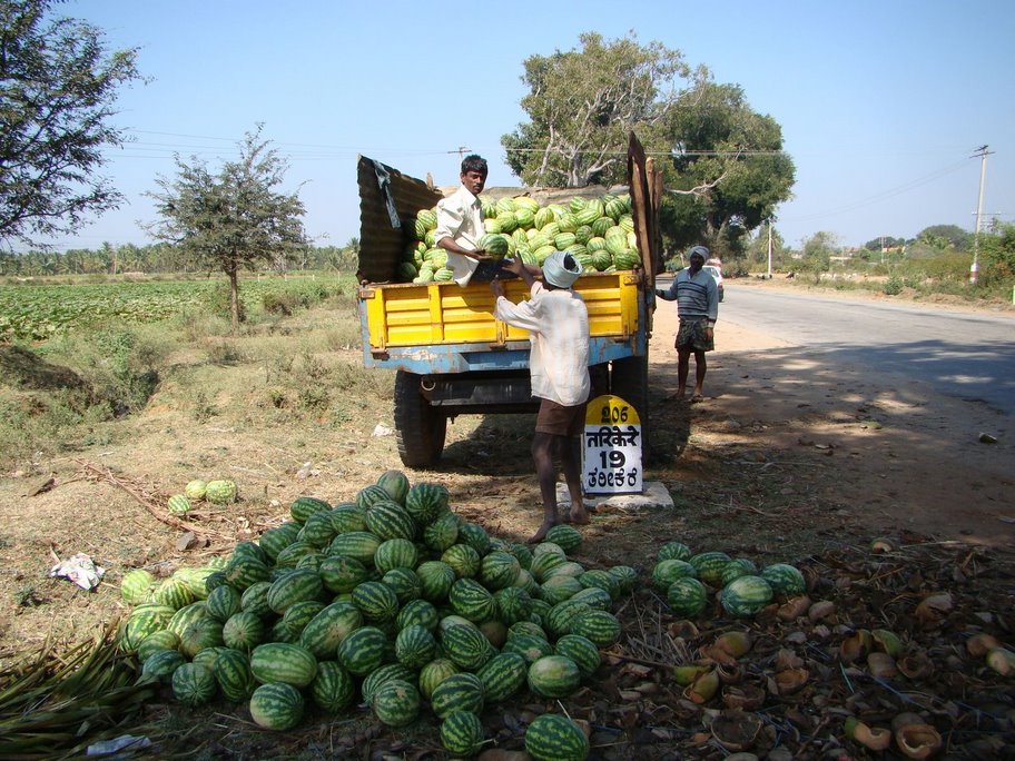 [watermelon-cargo-unloading.JPG]