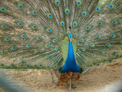 Peacock with open feathers