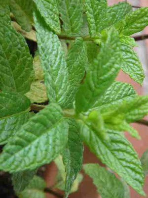 Suljevi+Simptomi Menta ili nana naraste do visine od 70 cm i više i ima crvenu ...