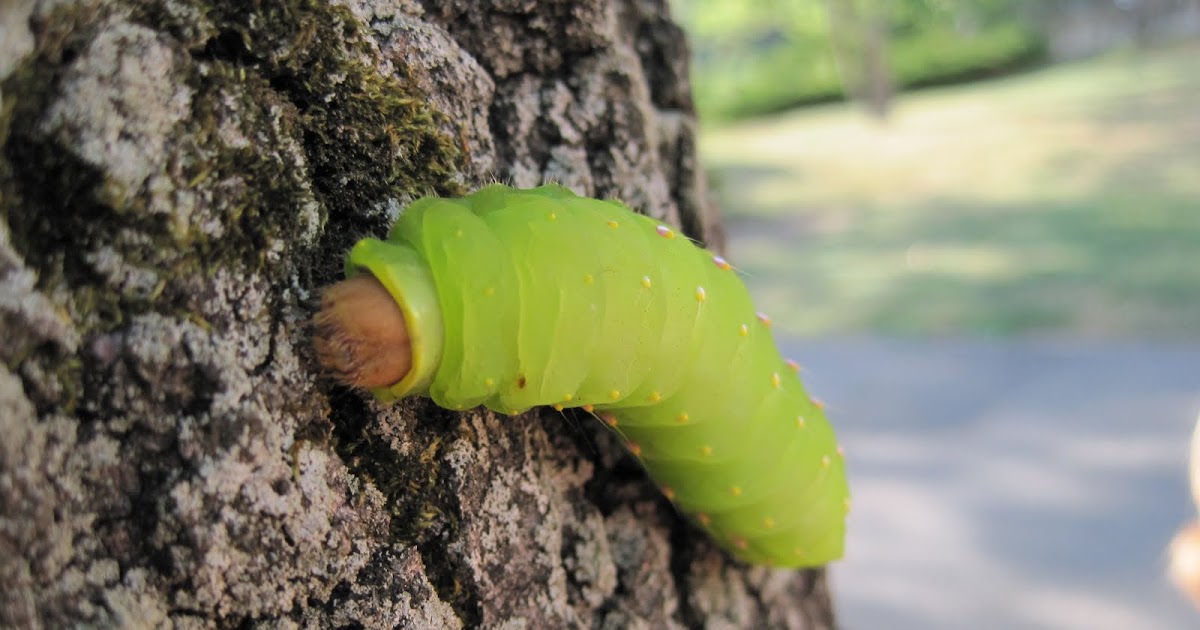 Gardening and Gardens Luna Moth Caterpillar