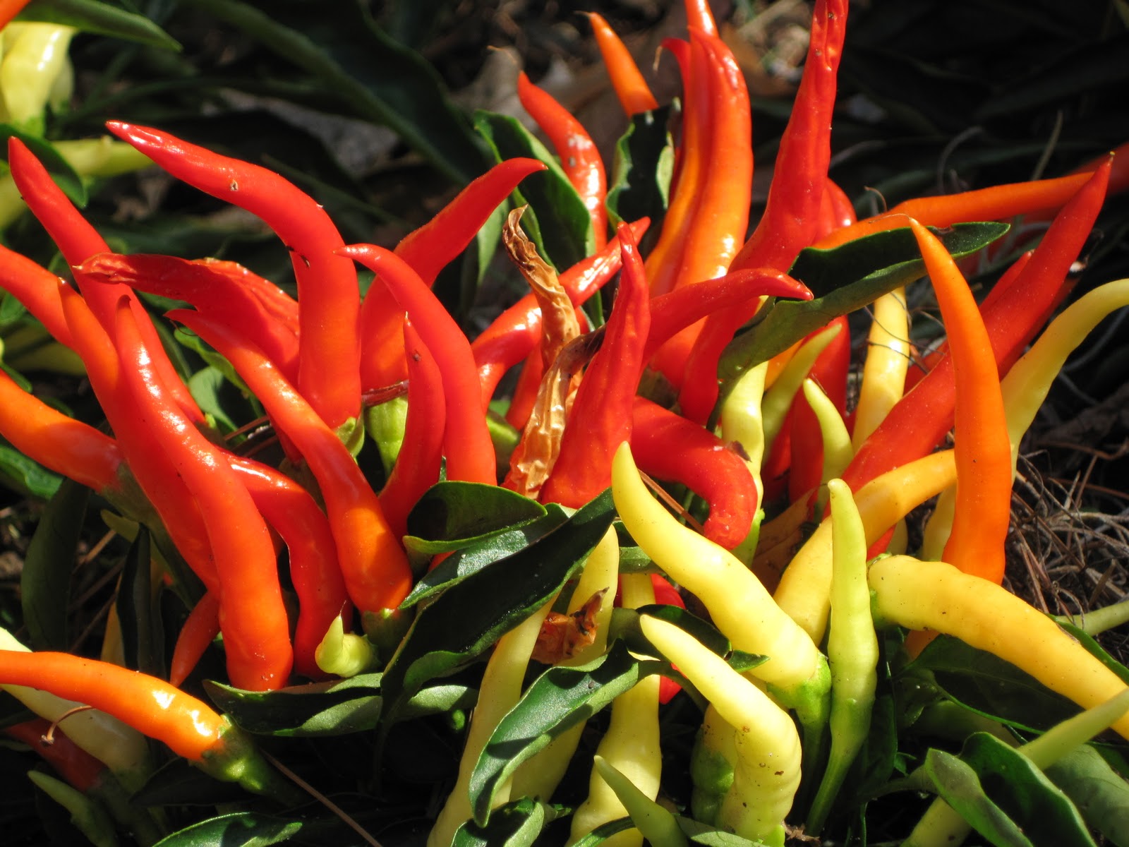 Gardening and Gardens Spooky Halloween Plants