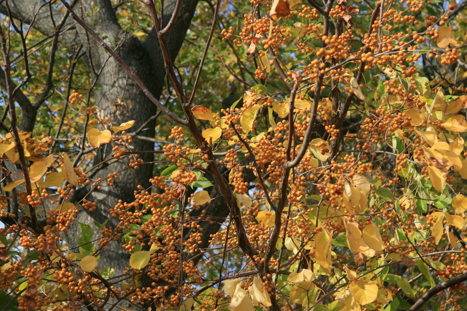 Gardening and Gardens Bittersweet