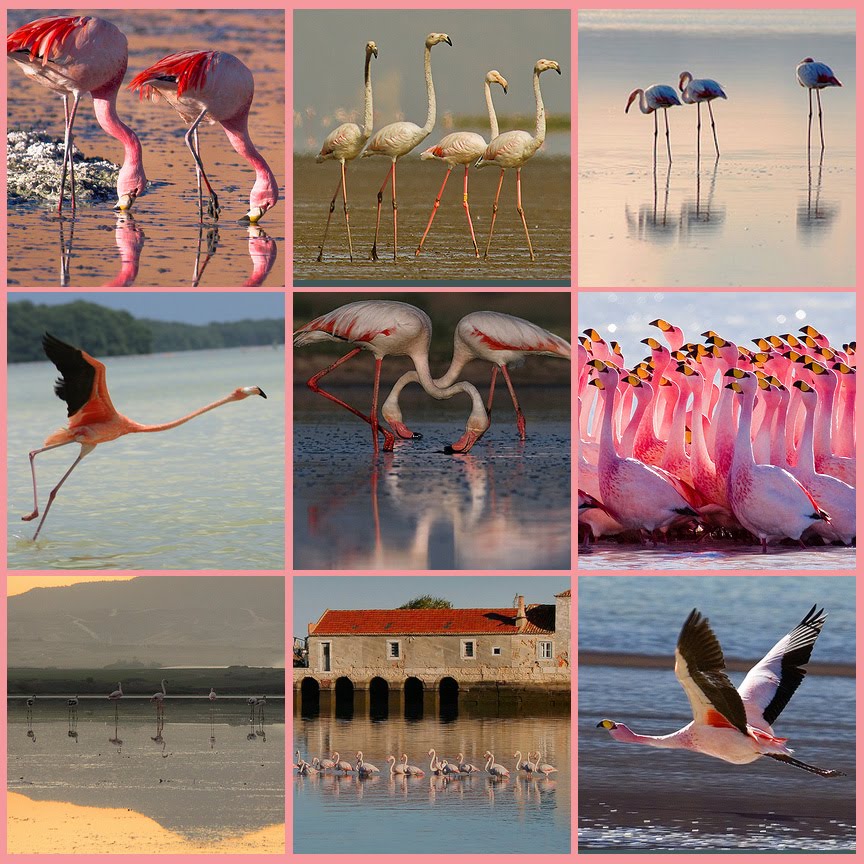 [Flickr+Flamingos.jpg]