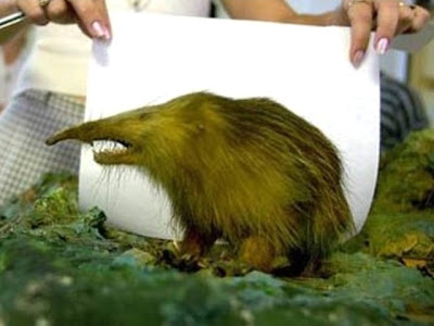 Almiqui solenodon casi extinto