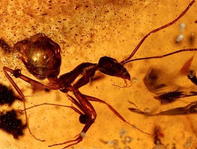 Insectos atrapados en ambar de hace 50 millones de años