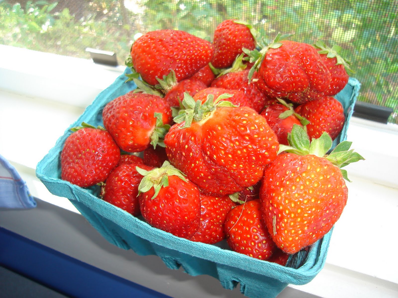 Days at Buttermilk Cottage It's Strawberry Time in East Tennessee!