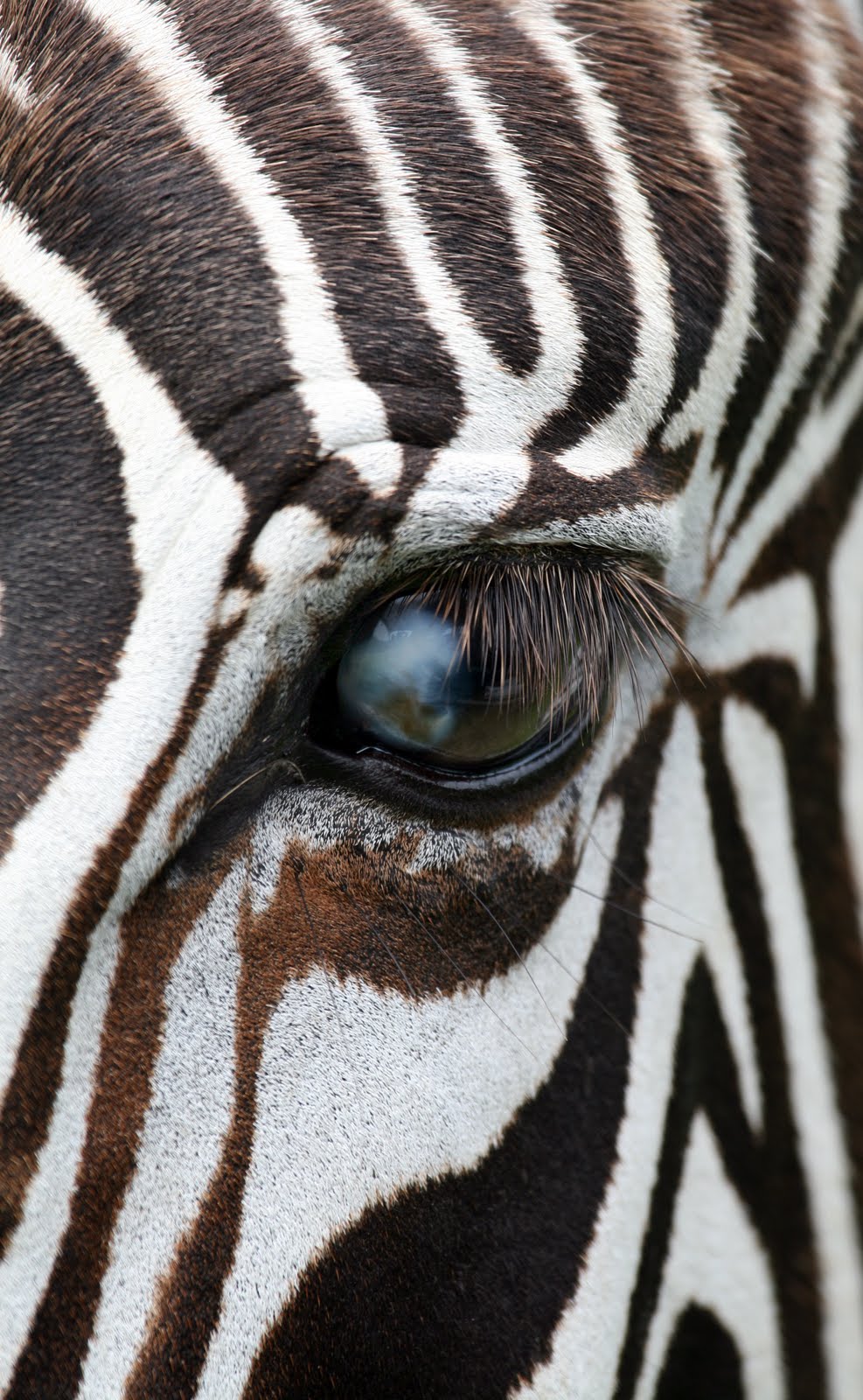 zebra eye