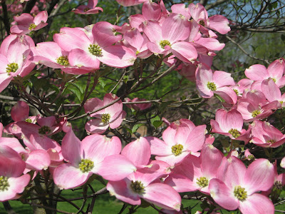 Dogwood+tree+flower