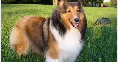 Shetland Sheepdog Akkus Evcil Hayvan Uretim Ciftligi Ve Pet Shop Urunleri