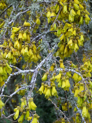 Kowhai Plant