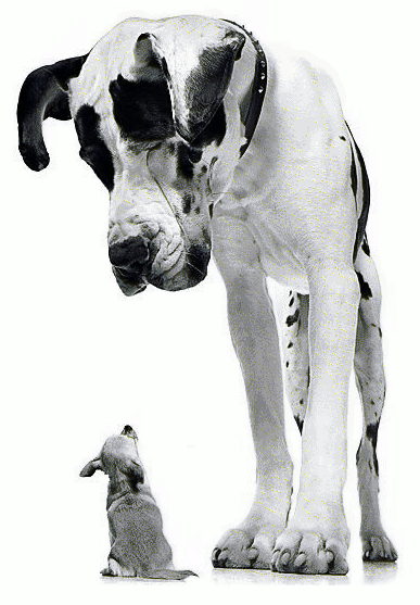[Dogs.gif]
