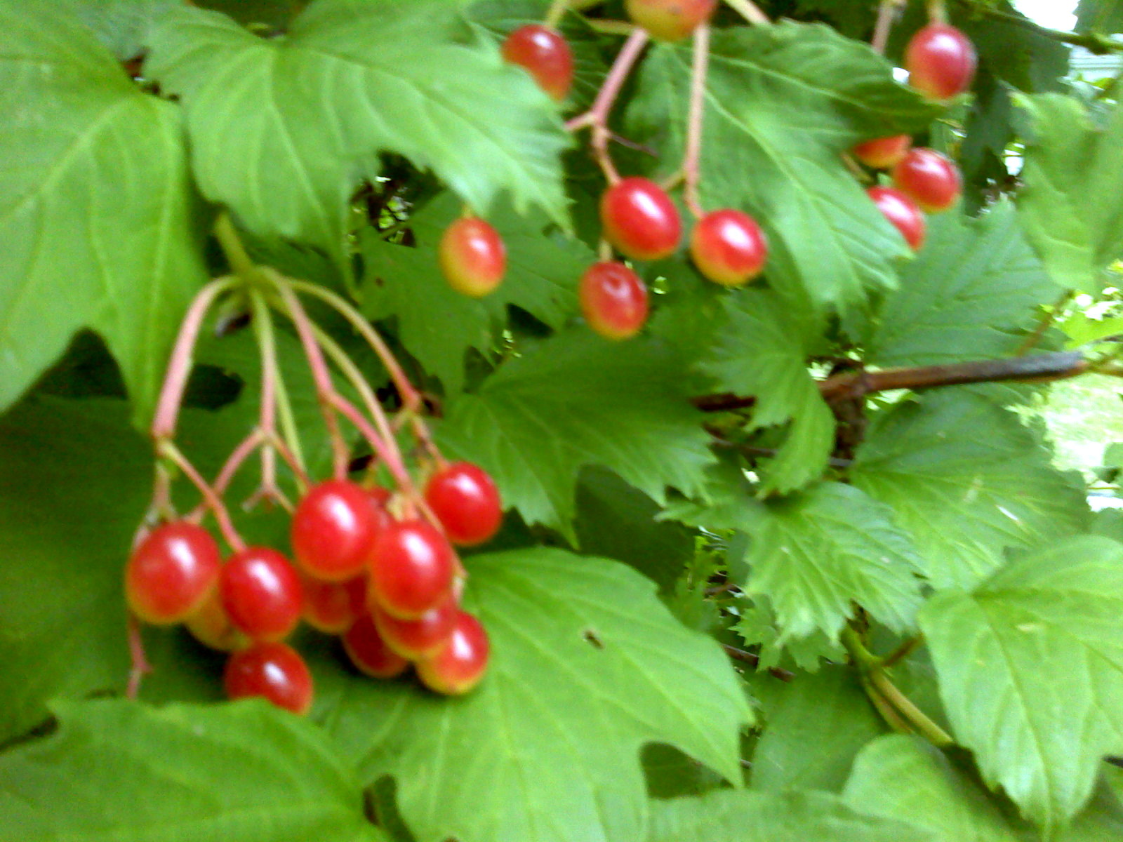 juneSCENE IN OUR GARDEN Berry Bearing Bushes and More