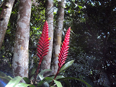 MANIFESTAÇÃO DA NATUREZA