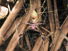 Araña gigante de Tortuguero