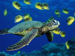 Honu Turtle