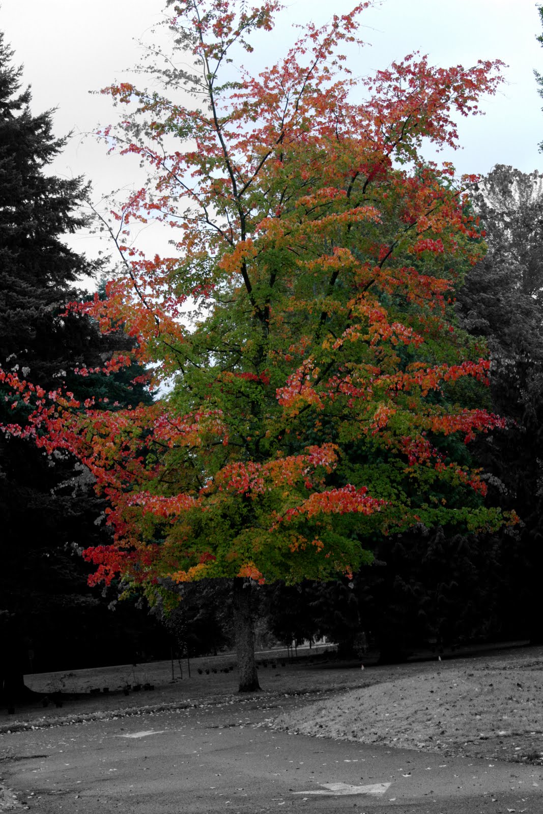 [Beautiful+Tree.jpg]