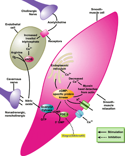 Pfizer ringaskiddy   pharmaceutical technology