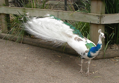 PAUNOVI I DIVLjE PLOVKE I DEO Blue+white+peacock+albino+peacock+mixed+01