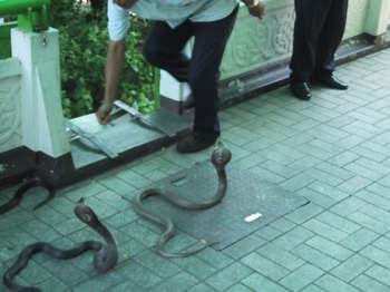 Hoax foto ular kobra berkepala lima dari Karnataka Siamese_cobras