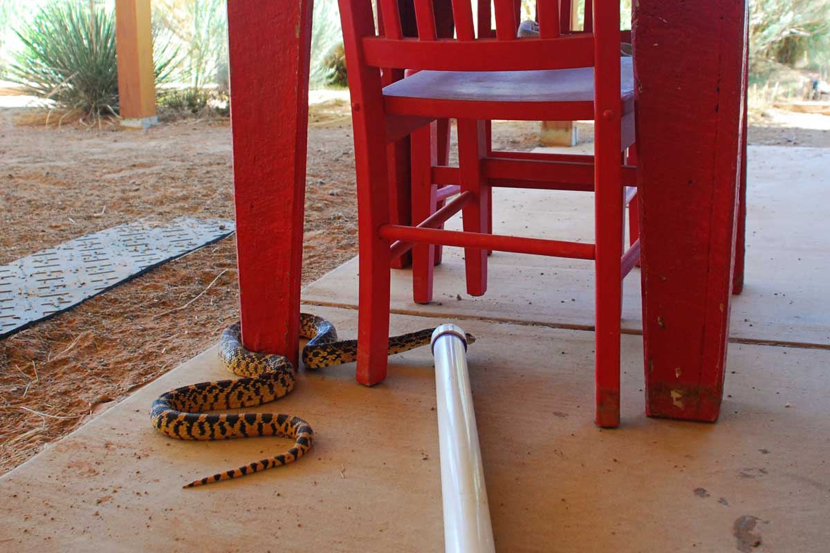 The 7MSN Ranch Snake on a leash