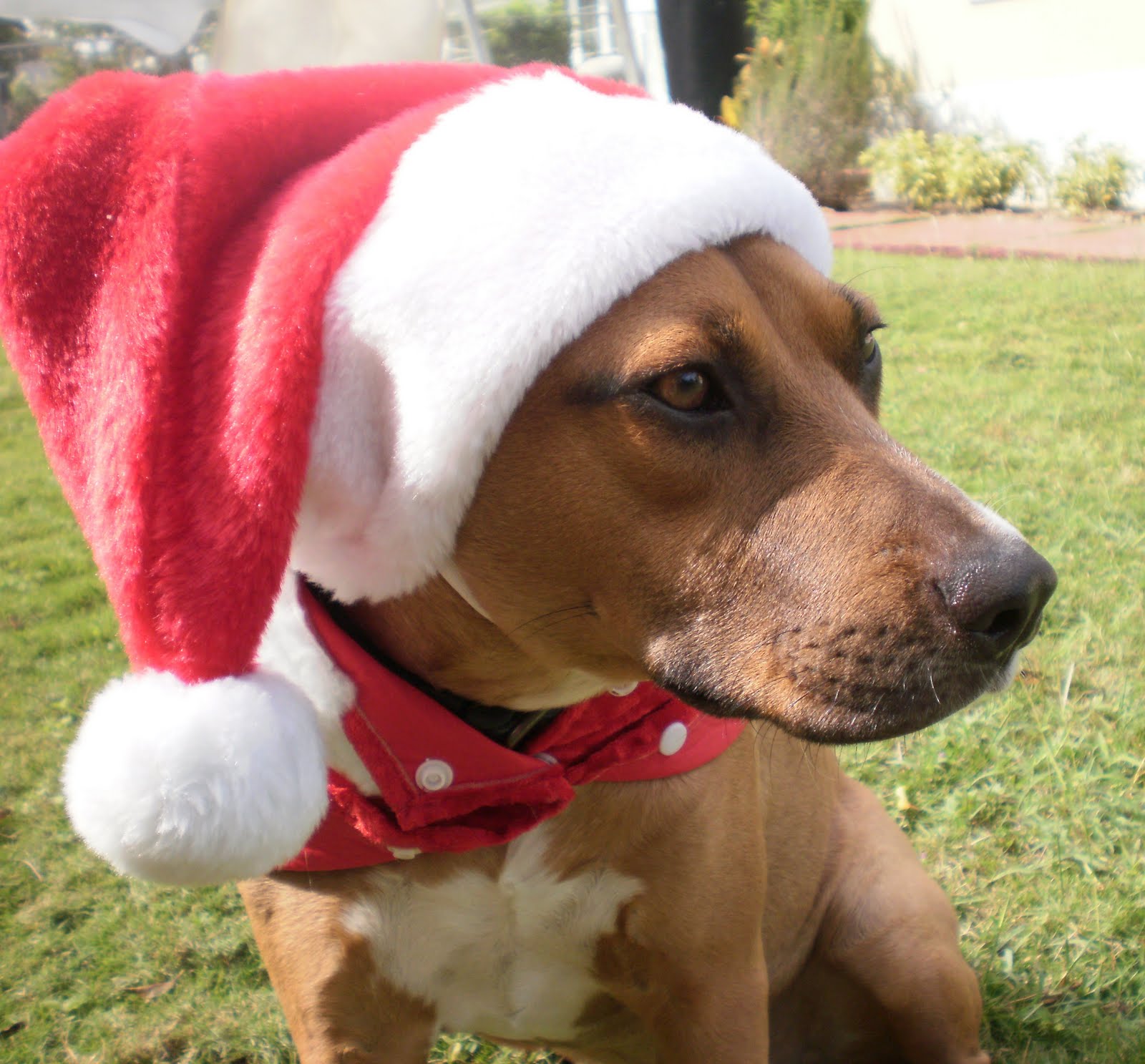 Uprooted to Paradise Snickers, a dog of many talents