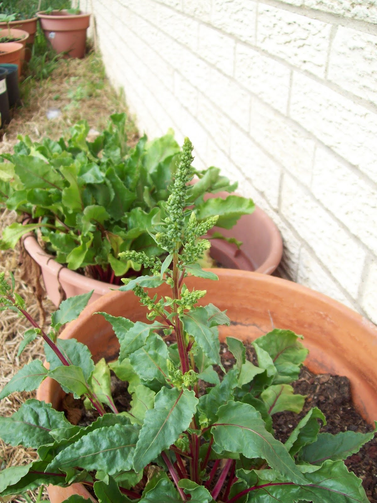 Gardener's Watch Flowering