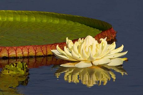 algas marinhas,algas marinhas onde comprar,algas marinhas capsulas,folha de alga,capsulas de algas marinhas,algas marinhas para que serve,algas multicelulares,algas vermelhas,algas castanhas,oxigênio,mar,rio,lagoa,ambiente aquático,animais marinhos,nutrientes,apetite sexual,minerais,cálcio,magnésio,iodo,ferro,proteínas,vitaminas B
