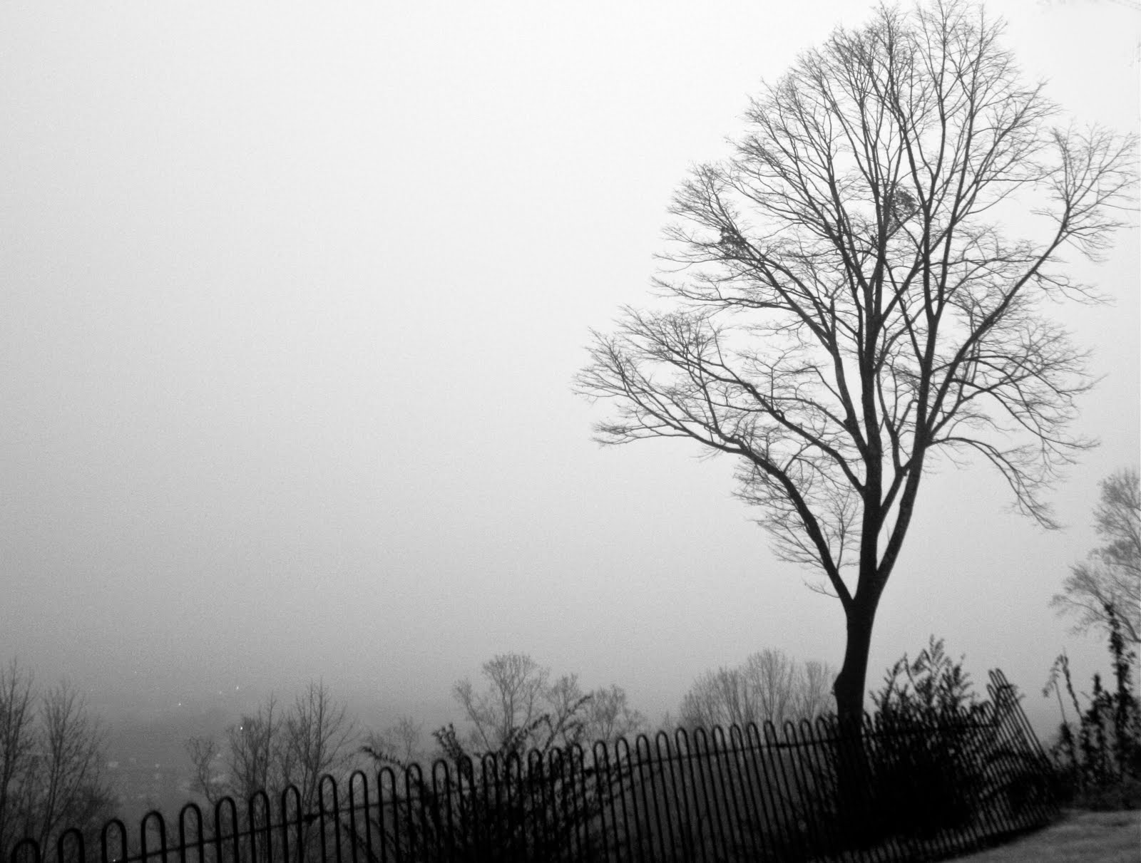 [tree+fog]