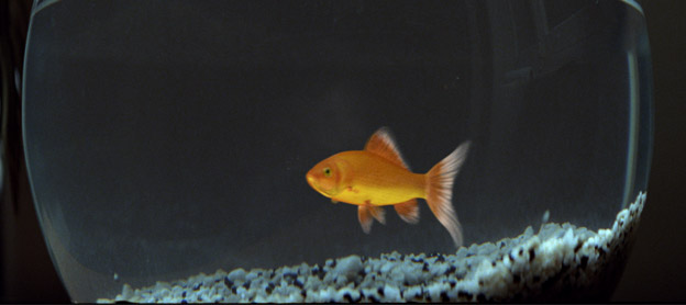 [herisson_poissonrouge.jpg]