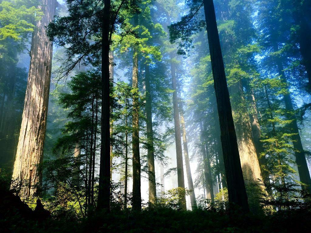 http://2.bp.blogspot.com/_zlPHiyPtPyU/TVGQQ23zrmI/AAAAAAAAACg/JRUfjnwEeV8/s1600/vista-wallpaper-aero-woods.jpg