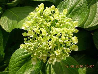 lihatlah dengan mata hati: bunga-bunga kehidupan...