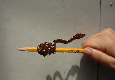 [Baby_python.bmp]