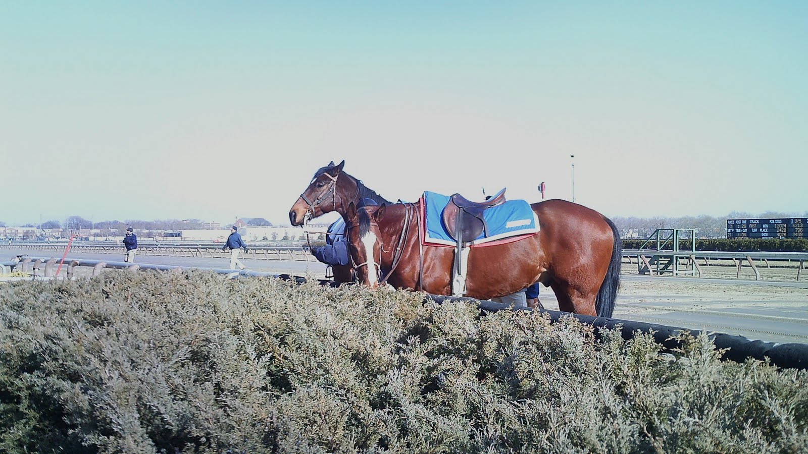 [Grazing.JPG]