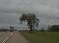 Elm tree survivor...not!!!