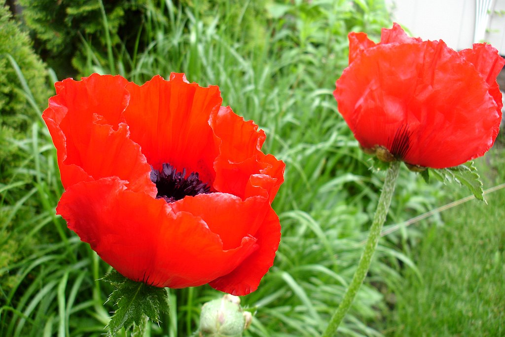 [Poppy1.bmp]
