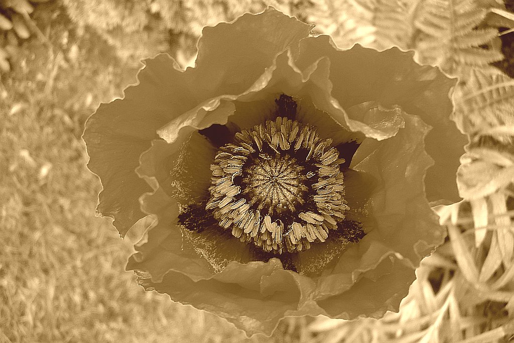 [Poppy2.bmp]