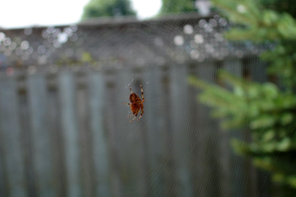 [spider.bmp]